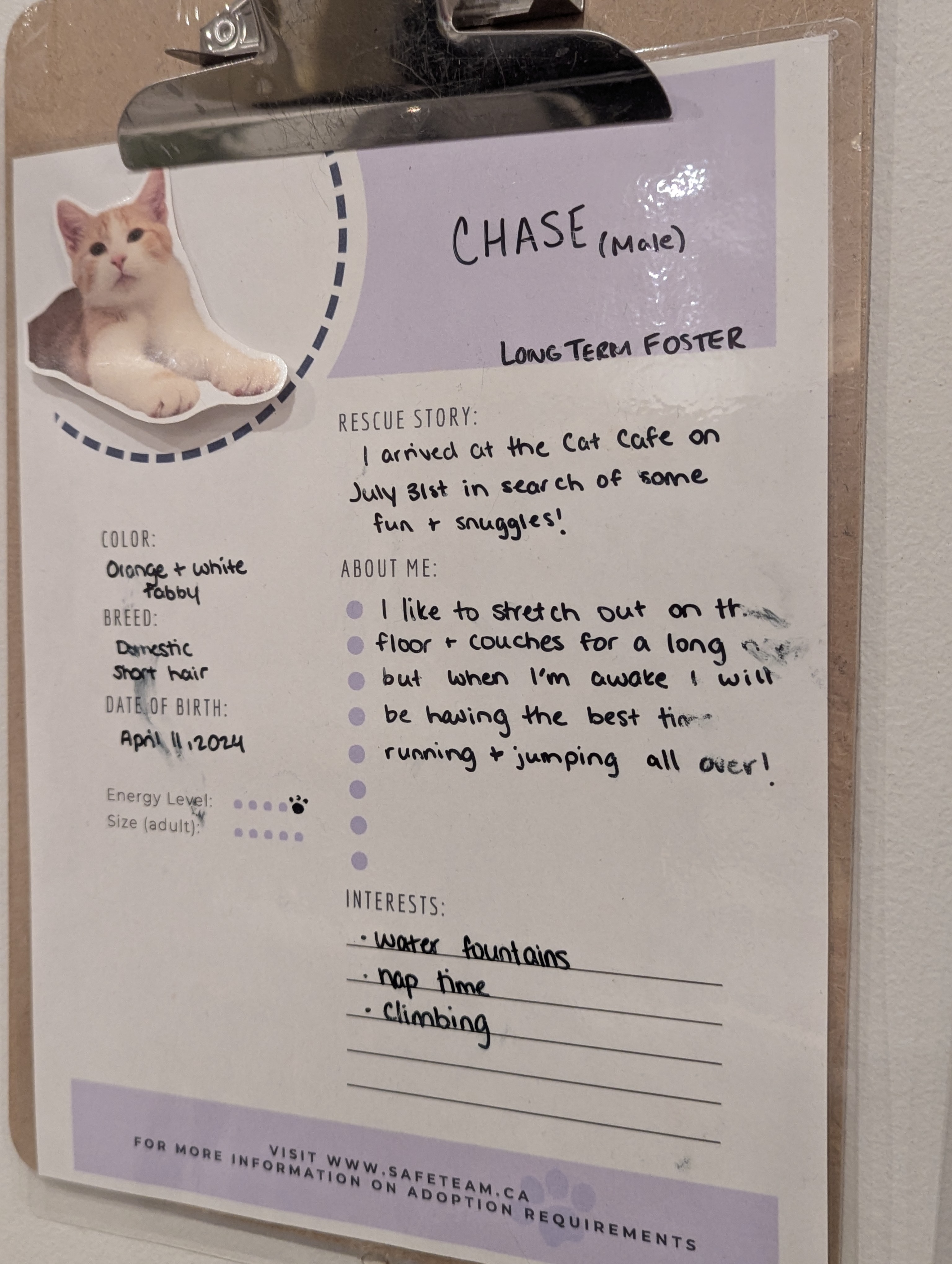 Birthday Trip to Canada, Cat Cafe, Edmonton